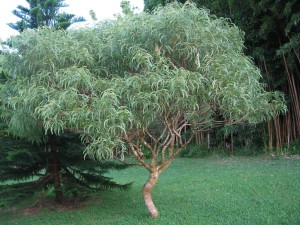 Native Hawaiian Koa Tree