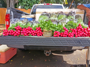 Koloa Farmer’s Market Cilantro