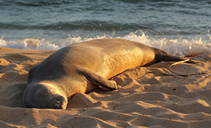 Hawaiian Monk Seal at Poipu Beach